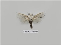 藏品(大豹斑蠹蛾)的圖片